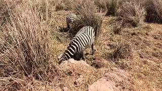 Plus Ultra Tanzania's Ngorongoro Crater Zebras