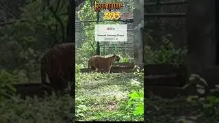 #tiger #roar #kanpur #zoo #watch #viral #trending #shorts #like #video #subscribe #channel #2022