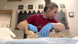 Fetal Pig Digestive Dissection