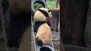 #panda #cutepanda #adorableanimals #funnyanimals #animallovers #shorts