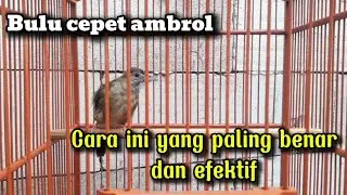 Tips Perawatan harian burung kapas tembak mabung