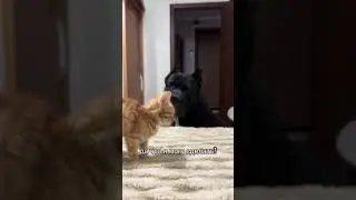 #kitten #dog #кот#собака#рекомендации