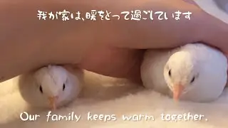 我が家は、暖をとって過ごしています