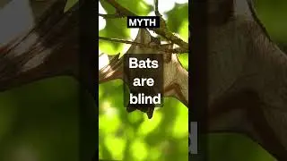 Myth vs Fact 😯 #022 #facts