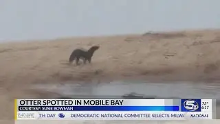 VIDEO: Caught on Camera - Otter Sighting in Mobile Bay