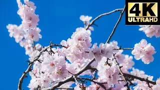 Spring Flowers and Birds Singing Sound Effect (4K)/ ASMR Piano Classical Music