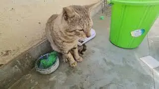 chiken for kittens - #hungrycats  #cats #meowing #catactivities
