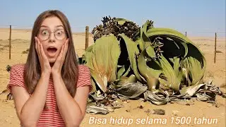 5 Tanaman Paling Aneh di Dunia, Nomor 3 dari Indonesia
