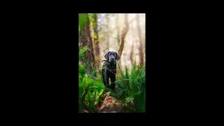 Brawler-Puppy Dog Training Camp