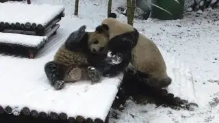 Animals Playing in Snow 2015 [NEW]