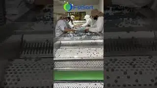 Blueberry Grading Machine   Blueberry grader   Blueberry sorter