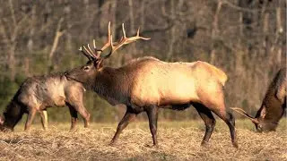 Decoding the Wild: Elk, Moose & Deer Explained (A Nature Lover's Guide)