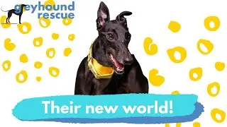 Greyhound Rescue - Their New World