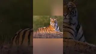 Tiger Fact| It's a Amazing Knowledge