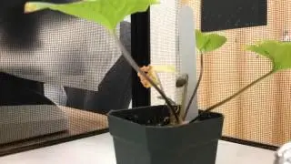 Viola sororia (common blue violet) time lapse
