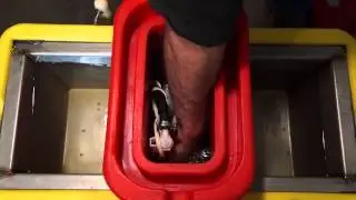 How to clean a Ritchie OmniFount automatic waterer