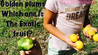 UnBeliZeable Golden Plum, native to our Beautiful country
