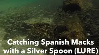 Spanish Mackerels on Luhr Jensen Spoon