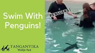 Swim with Penguins!!! #penguin #penguins #travel #animals #bucketlist #foryou #animallover
