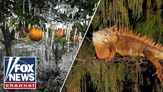 Florida helps save more than 2,000 'cold-stunned' iguanas during freeze
