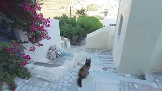 2023 09 17 Greece Syros Quick walk #2 in Ano Syros and more cats