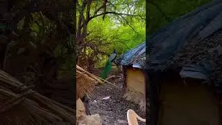 বিন্দাবনের বংশীবট ভগবান কৃষ্ণের প্রিয় ময়ূর দর্শন# Vrindavan #