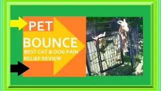 Pet Bounce Findings,Pet Bounce Joint Pain Relief  Supplement, Dog And Cat Arthritis Pain Answer