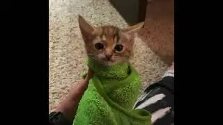 cat burrito
