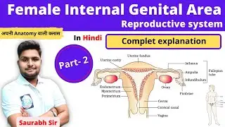 Female Internal Genital Area || Uterus ,Ovary, Fallopian tube || For NEET, Nursing, Pharmacy
