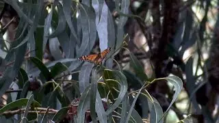 Monarch butterfly numbers drop drastically at Pismo Beach