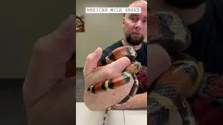 Мексиканская молочная змея 🐍 #змеи