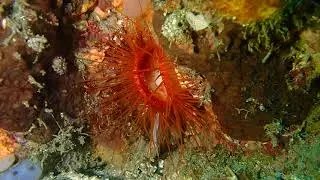 Electric fileclam (Ctenoides ales) at Coral Garden dive site, Lembeh Strait, 4 Nov 2023.