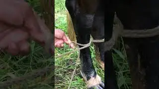 C&oacute;mo hacer un nudo para manear vacas🐄 - principiantes