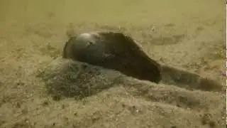 małża (szczeżuja ?) wędruje po dnie