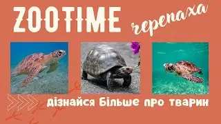 Черепаха | Зоотайм