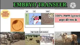 Embryo Transfer in cow || गाय भैंस मे 100% बाहर के DNA वाला Calf केसे ले | Ai nahi ye karvaye gay ko