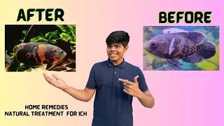 Cure Ick Quickly And Naturally! if your fish is scaleless or scale don't skip the video!!