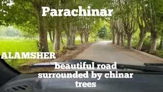 ALAMSHER|ALAMSHER ROAD|PARACHINAR|CHINAR TREES|thousands of chinar trees on both sides of the road.