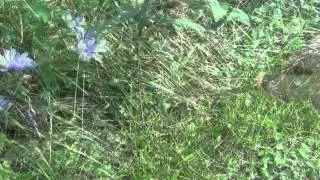 Wild Edible - Chicory