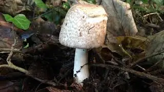 Unknown fungi - December 2018