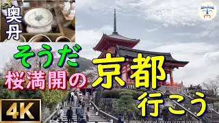 【 4K 京都  奥丹清水 japan 】そうだ！湯豆腐を食べに桜満開の京都に行こう！ vlog
