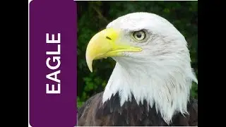 Eagle Power Animal Meaning and Wisdom: Partnership (Spirit Animal, Power Animal and Totem Series)