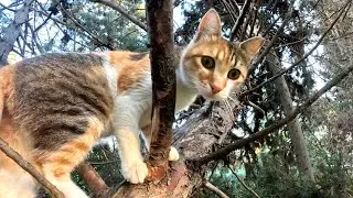 Авантюрный бездомный кот пытается поймать птицу 🐱🌳🐦