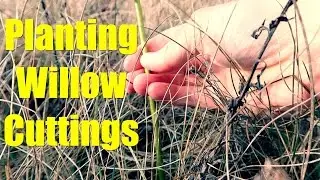 Planting Willow Cuttings