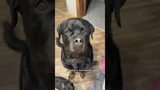 Ворюга 🥰😂🫠 #собака #ротвейлер #печенье