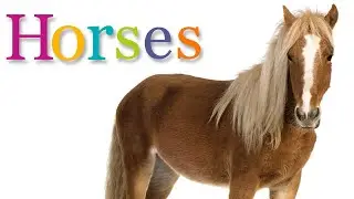HORSES | Animal Book for Kids Read Aloud