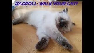 Life with a ragdoll: learning to walk your cat