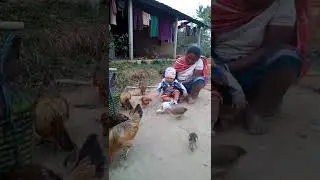 local Hen at home farming