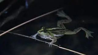 Euphlyctis aloysii