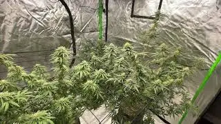 HellaJelly Day 36 fLOwer (Week 6)💯💪🏽⛽️🪴 *REDI LO GR🌳W* Humboldt Seed Co. 